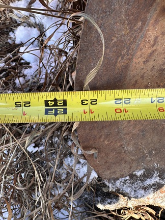  Sunflower 1544-45 - Photo15